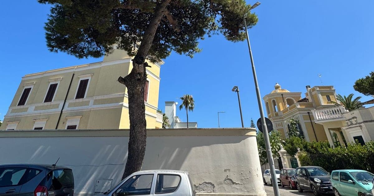 A tall umbrella pine leans over a white wall and parked cars on a sunny Italian street, with pale yellow villas behind.